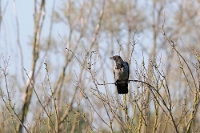 47445 Corvus cornix (Cornacchia grigia)